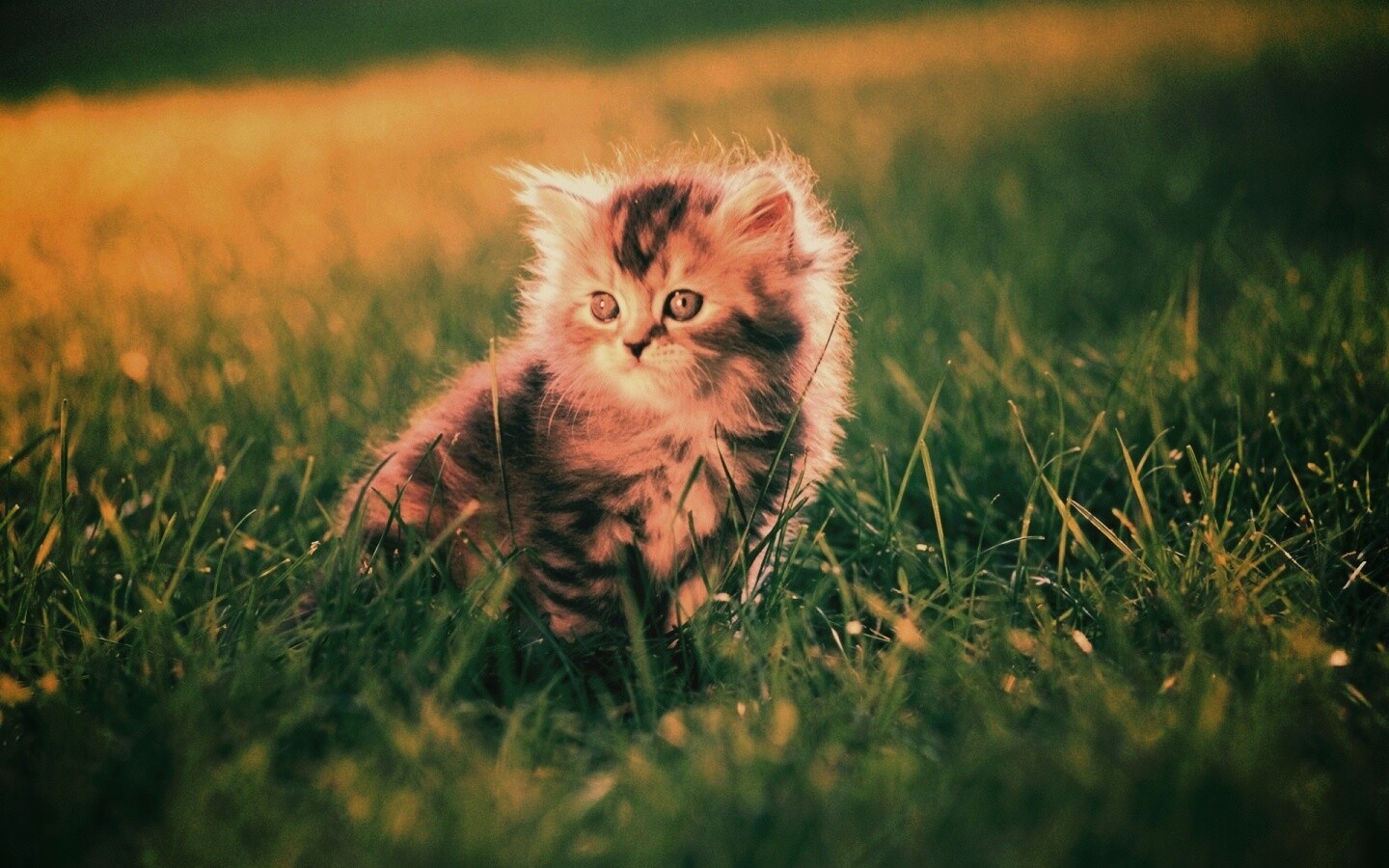 Пушистый котенок в траве обои