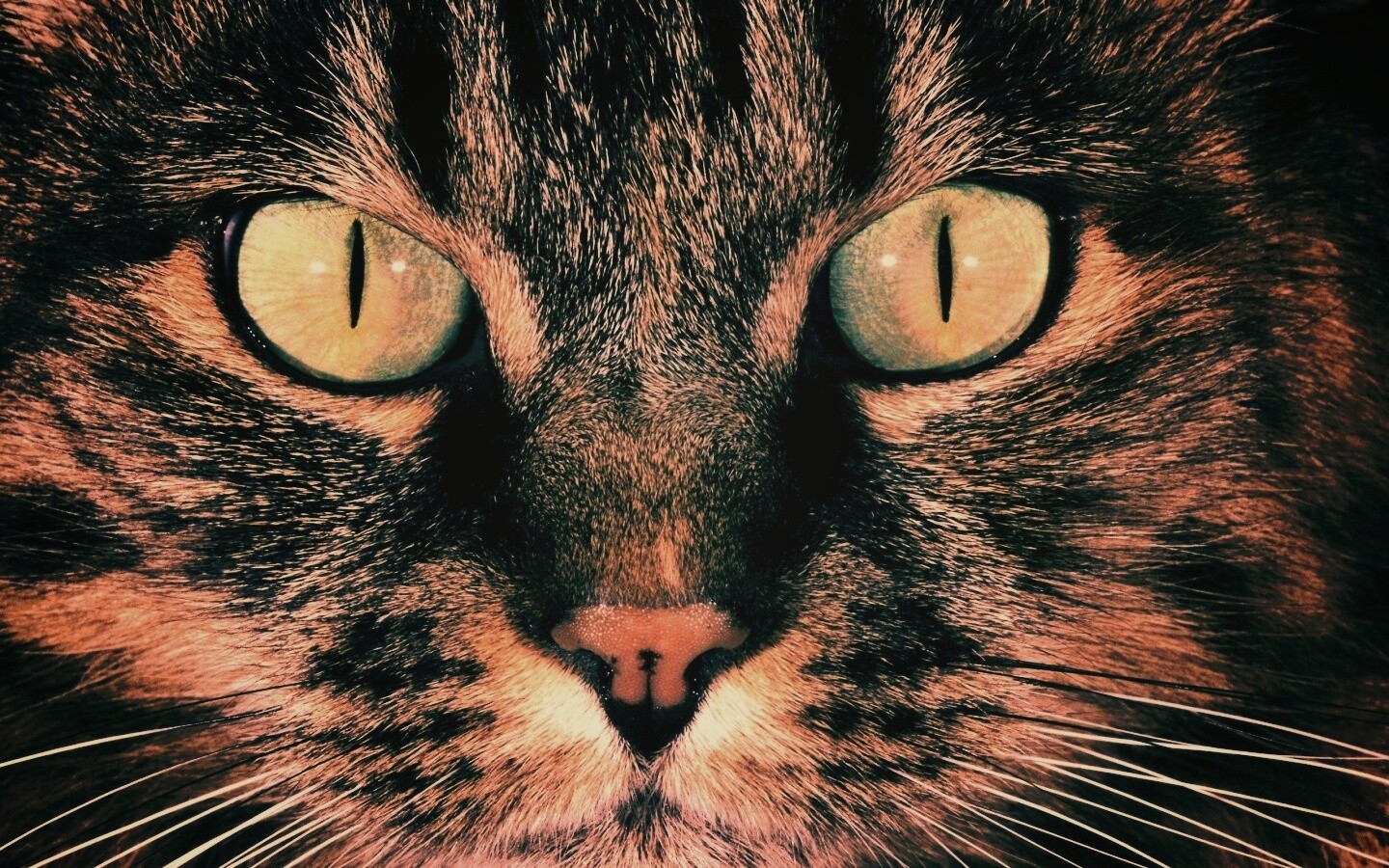 Кошачья морда обои