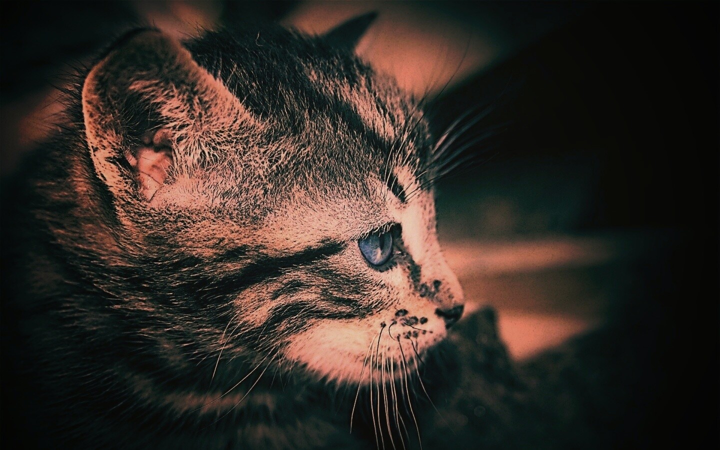 Котенок с голубыми глазами обои