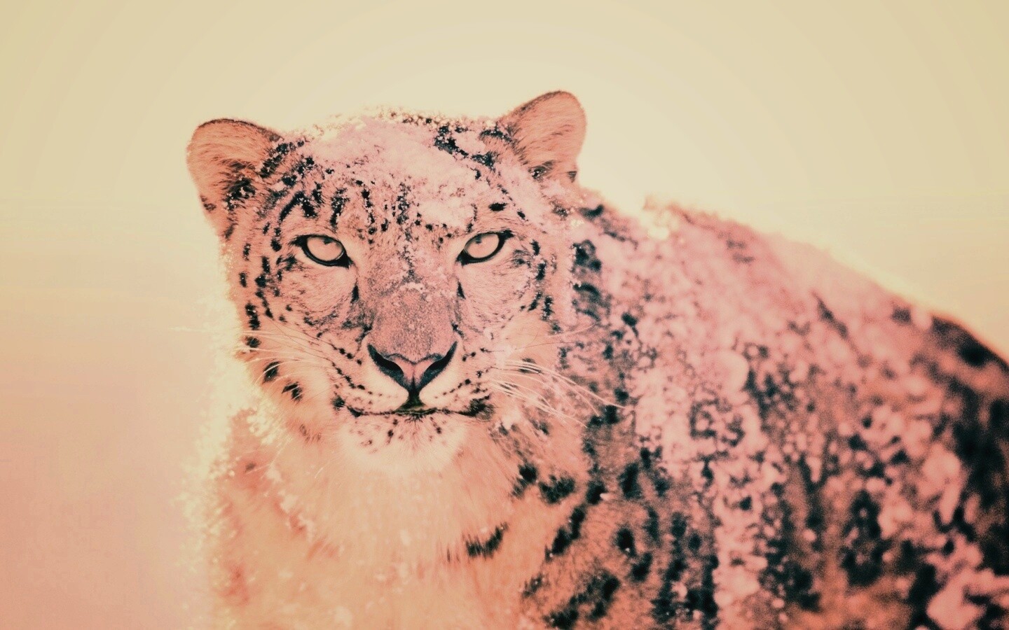 Снежный леопард обои