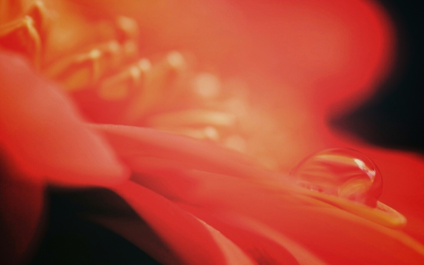 Пламенный цветок обои