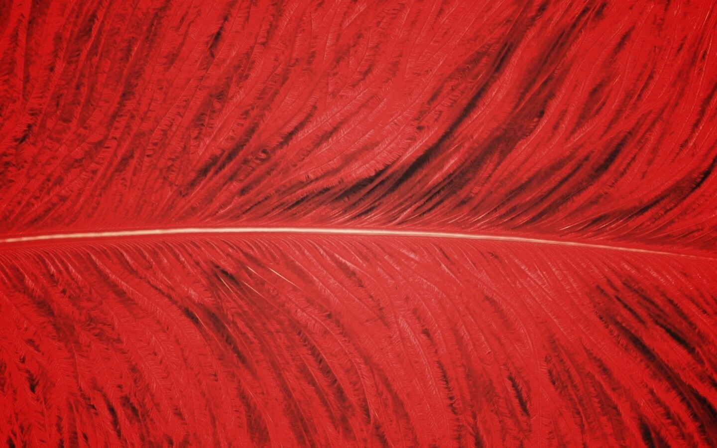 Перо попугая обои