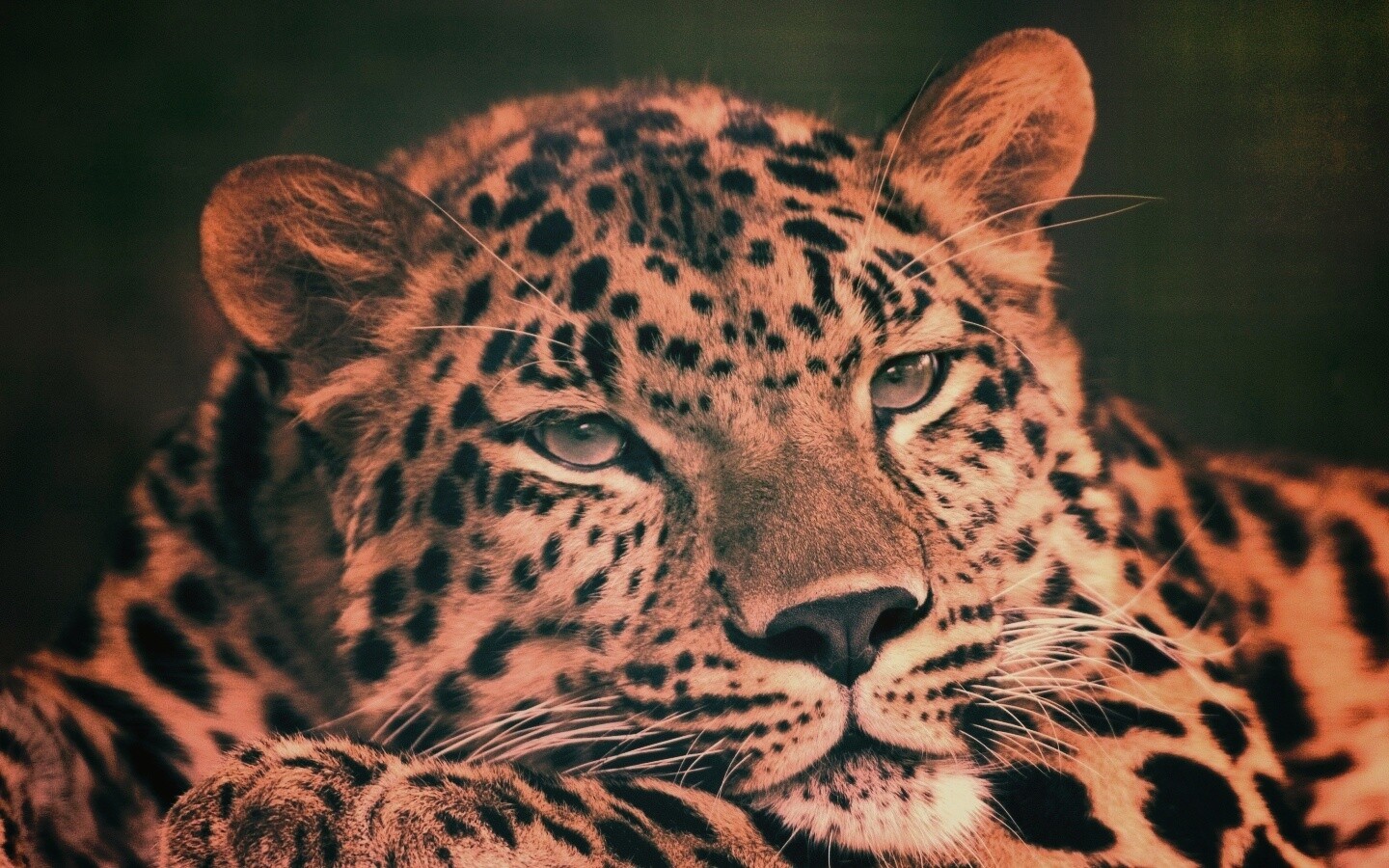 Злопасный ягуляр обои