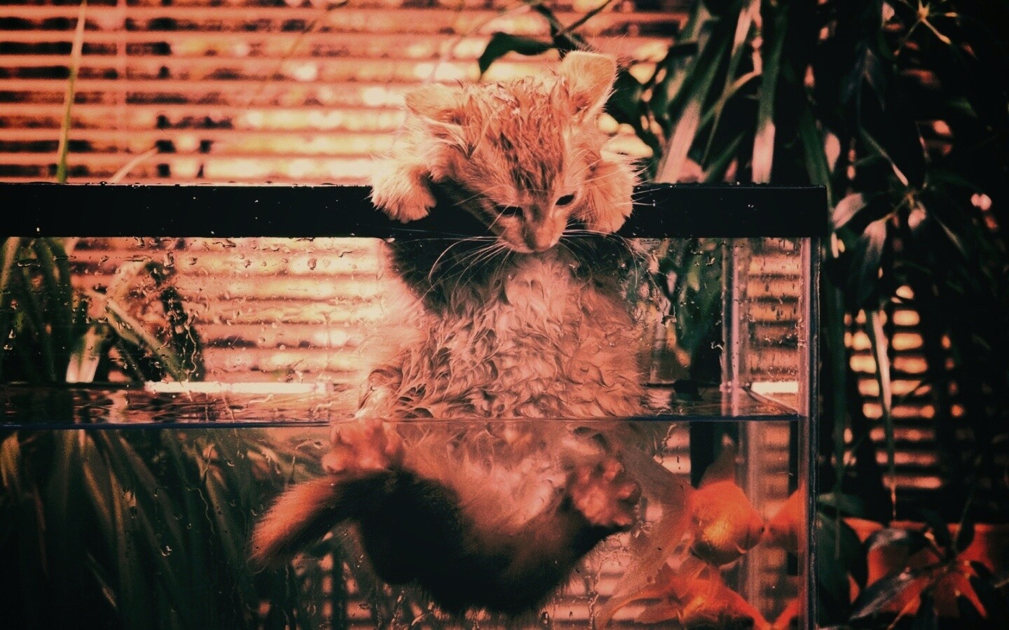 Мокрая киска обои