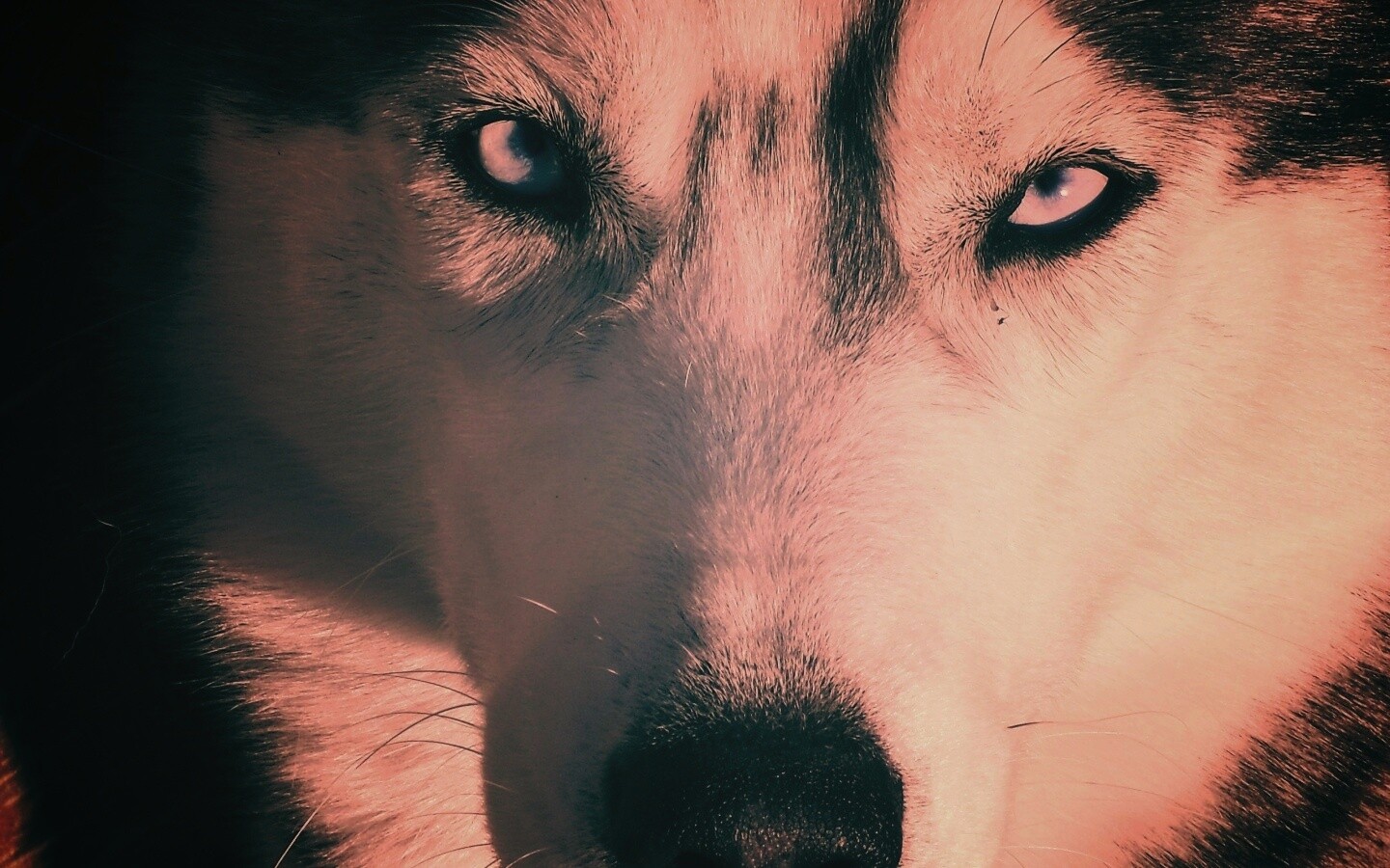 Собака с голубыми глазами обои