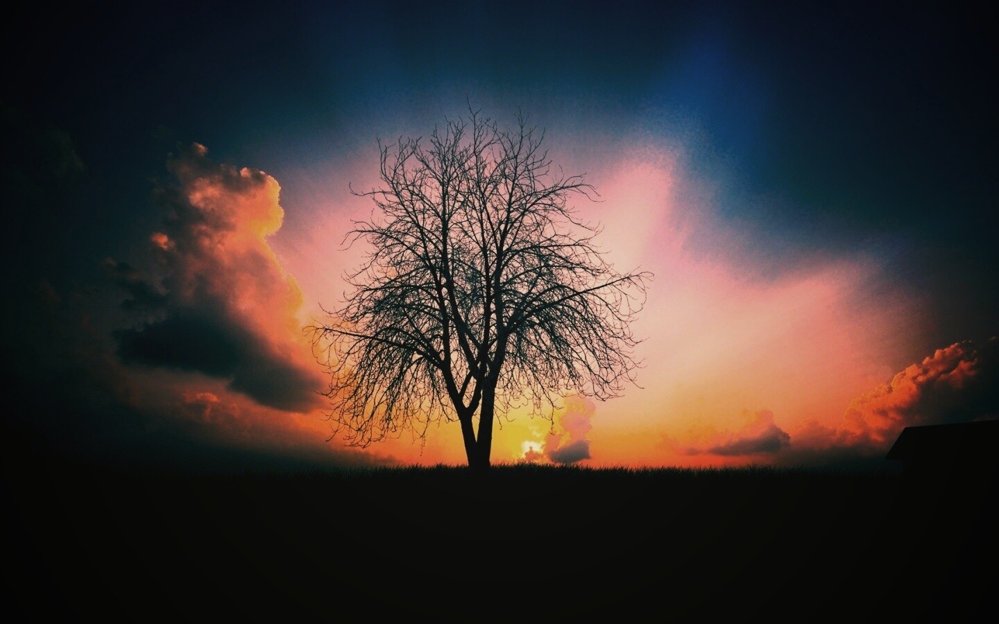 Дерево на закате обои