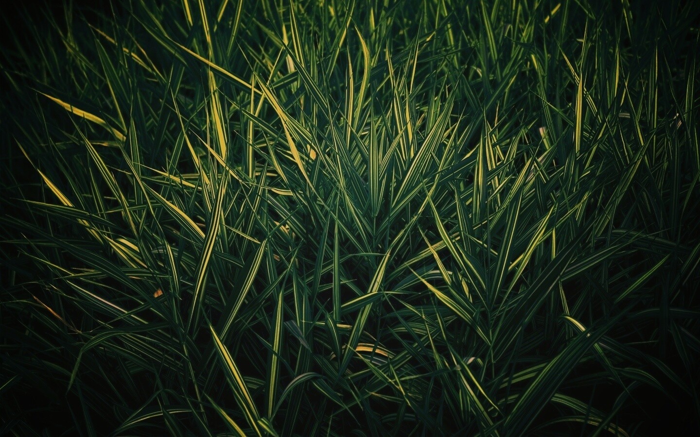 Дикая трава обои
