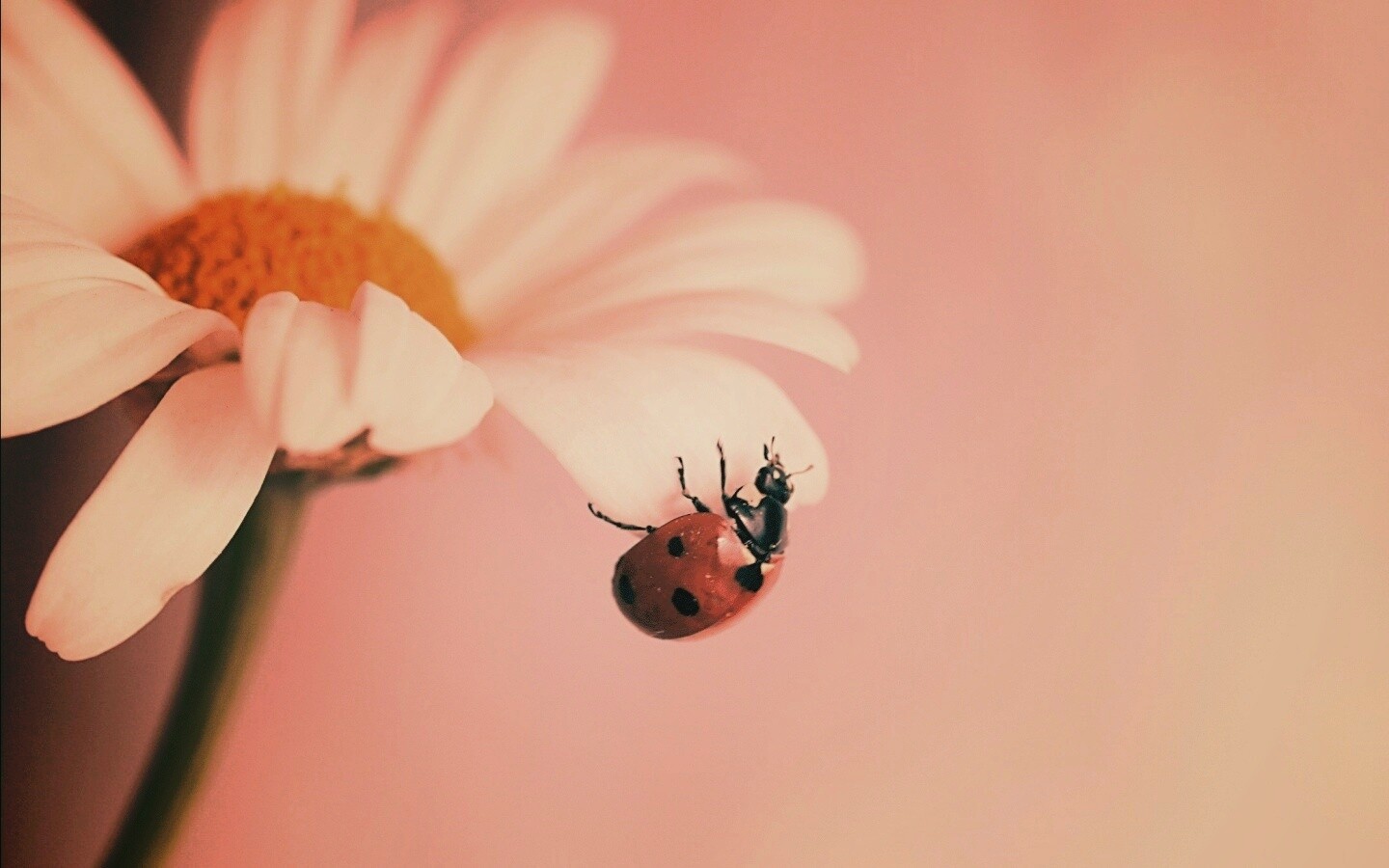 В гости к ромашке обои