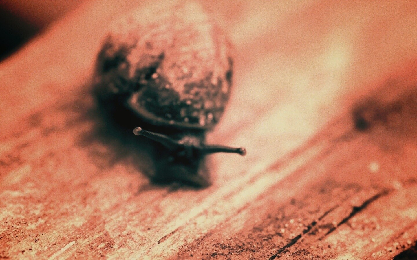 Улитка на ветке обои