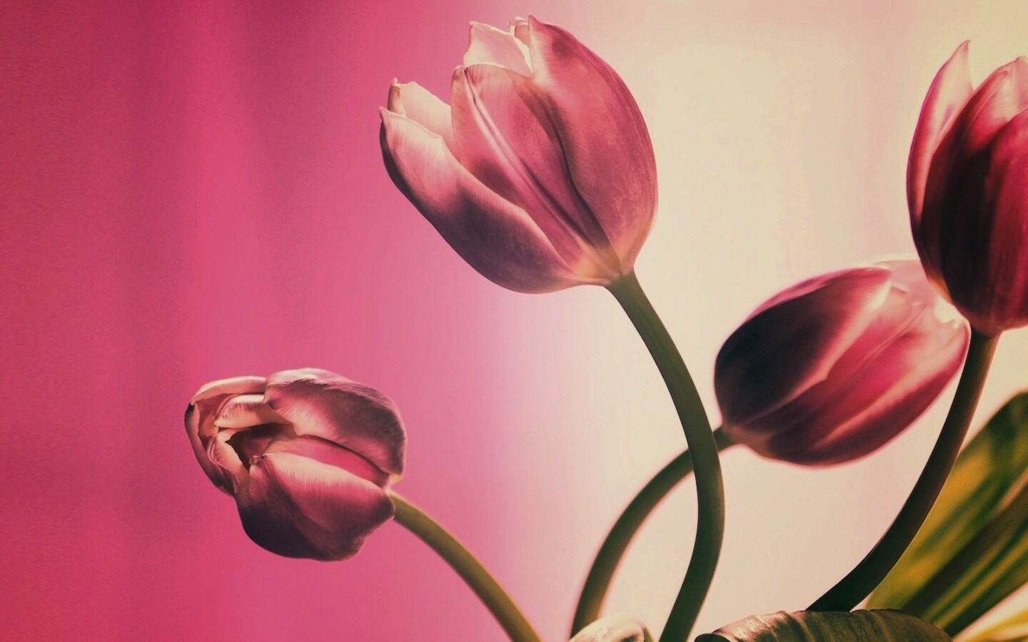 Сиреневые цветы обои