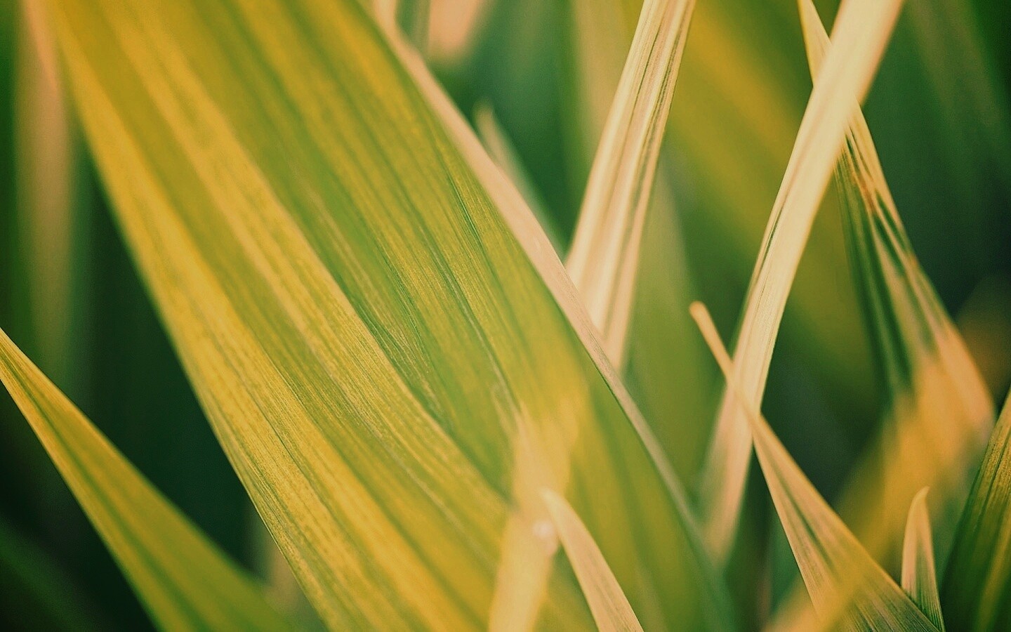 Идеальный кусочек зелени обои