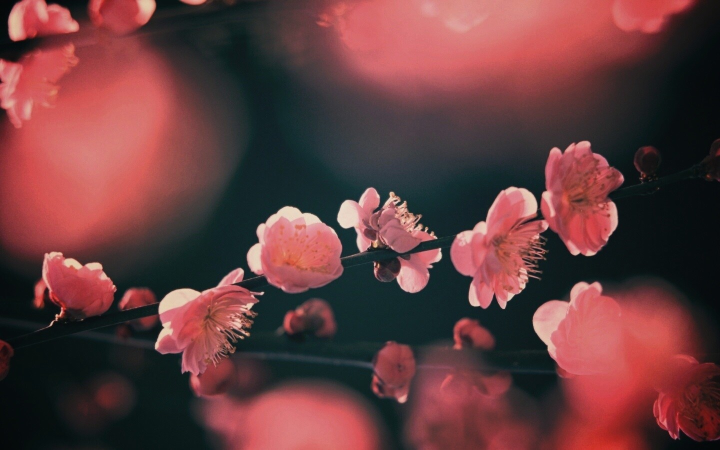 Цветущая вишня обои