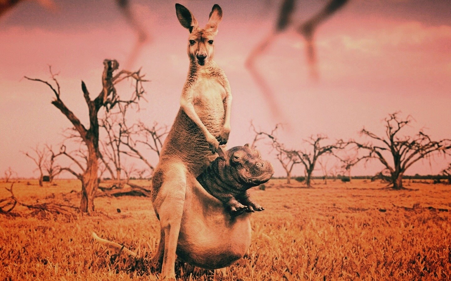 Кенгуру с бегемотом в сумке обои