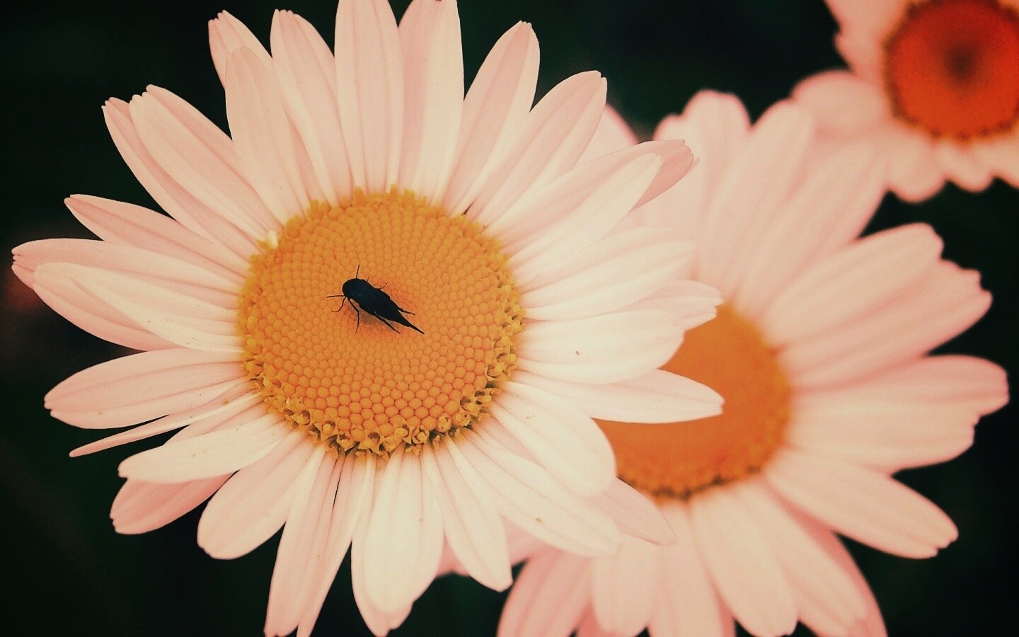 Ромашки обои