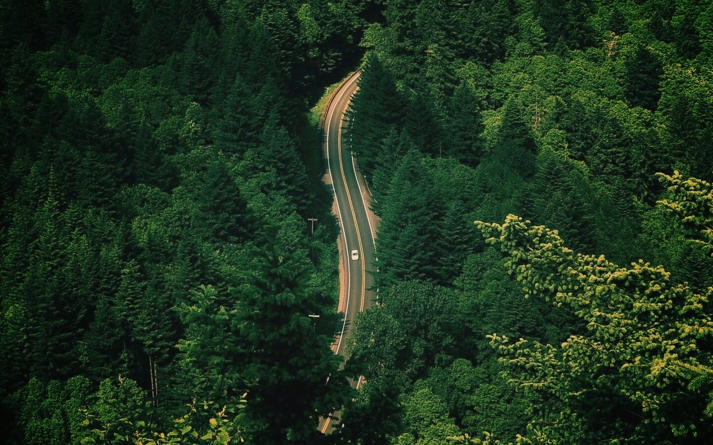 Лесная трасса обои