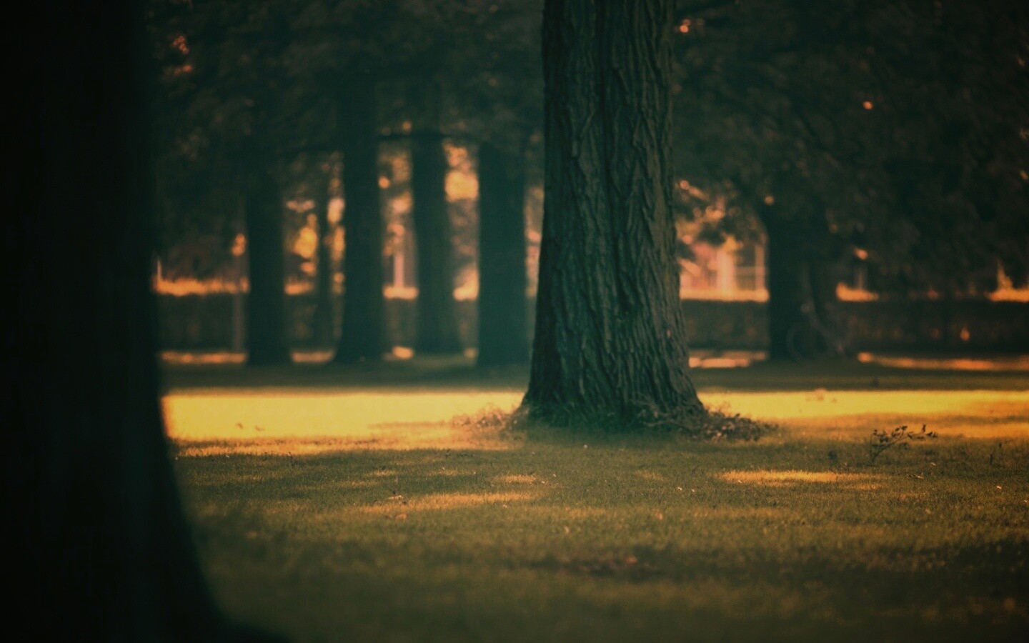 Ствол дерева обои