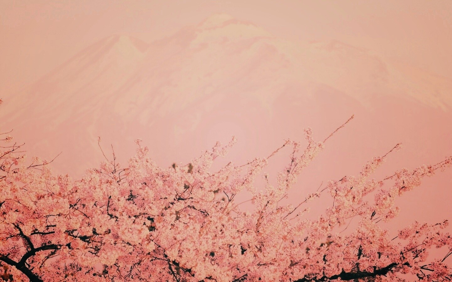 Цветение вишни в горах обои