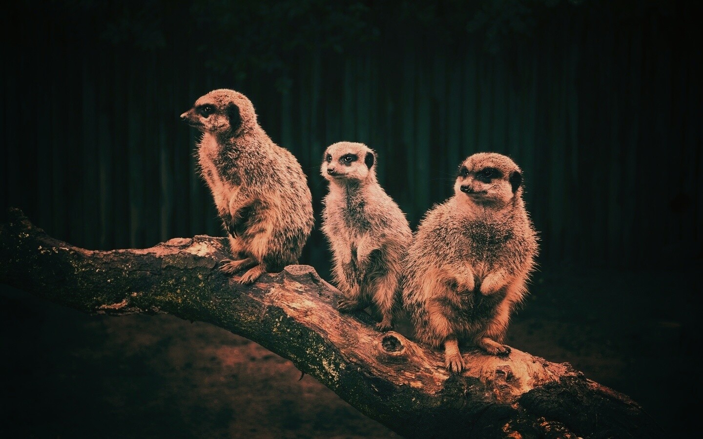 В дозоре обои