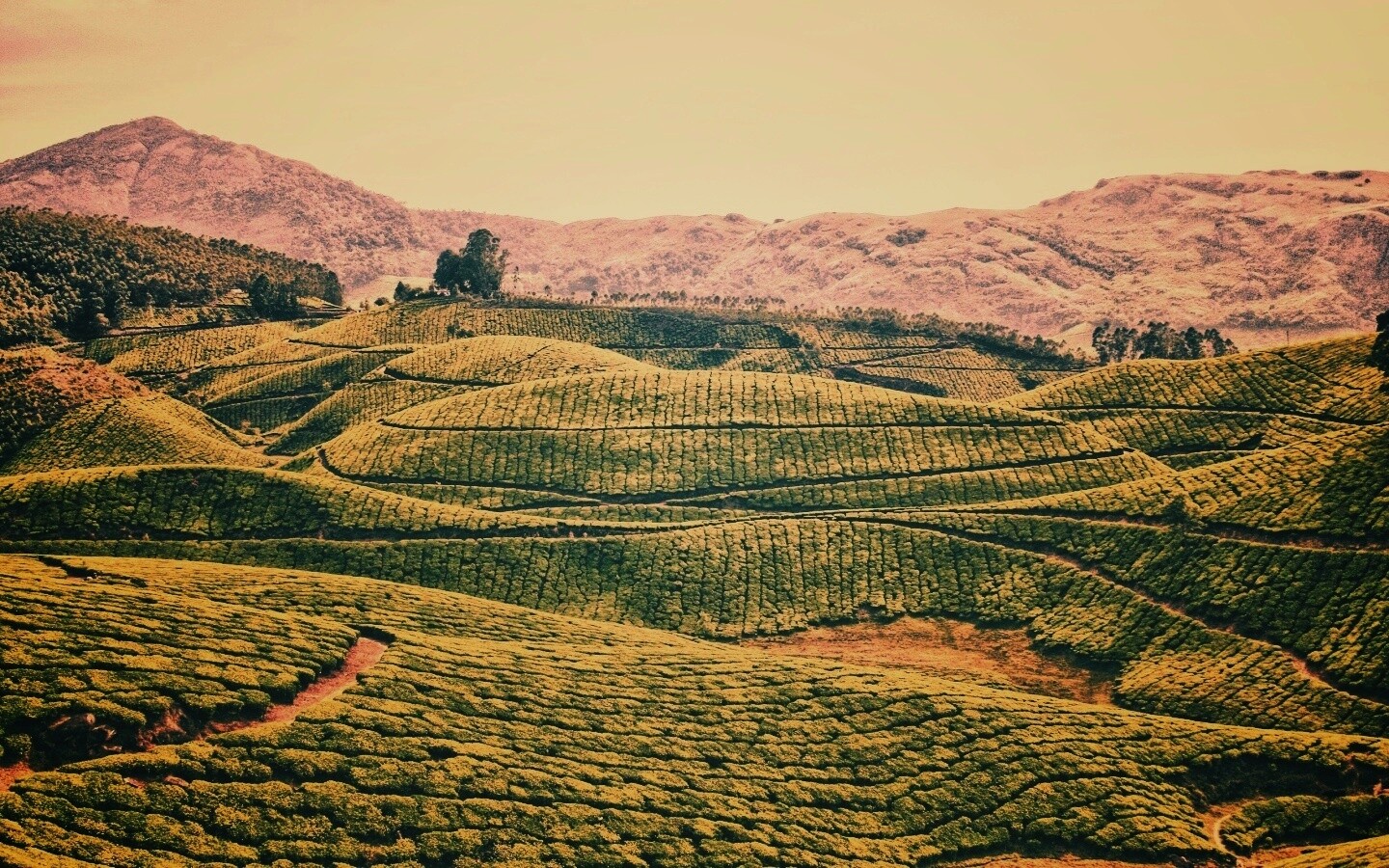 Плантации в Индии обои