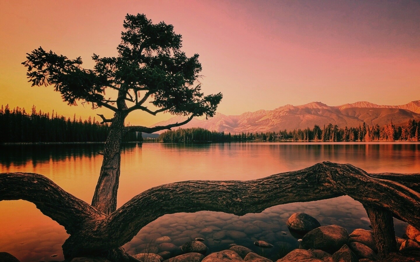 Дерево у горного озера обои