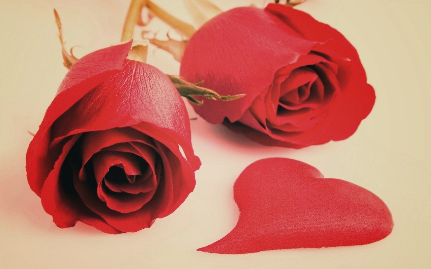 Две красные розы обои