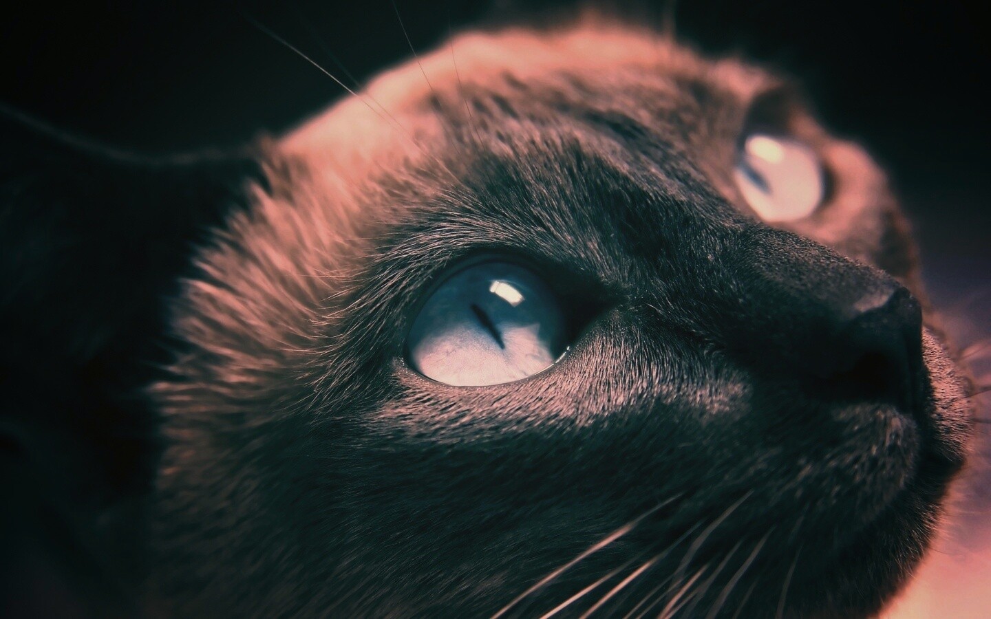 Кот с голубыми глазами обои