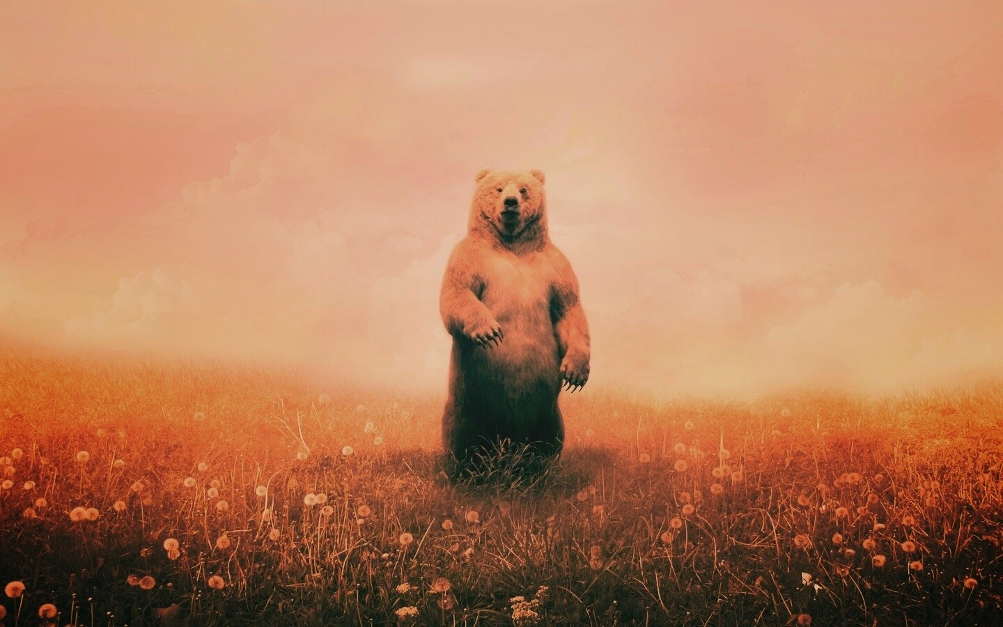 Медведь в одуванчиковом поле обои