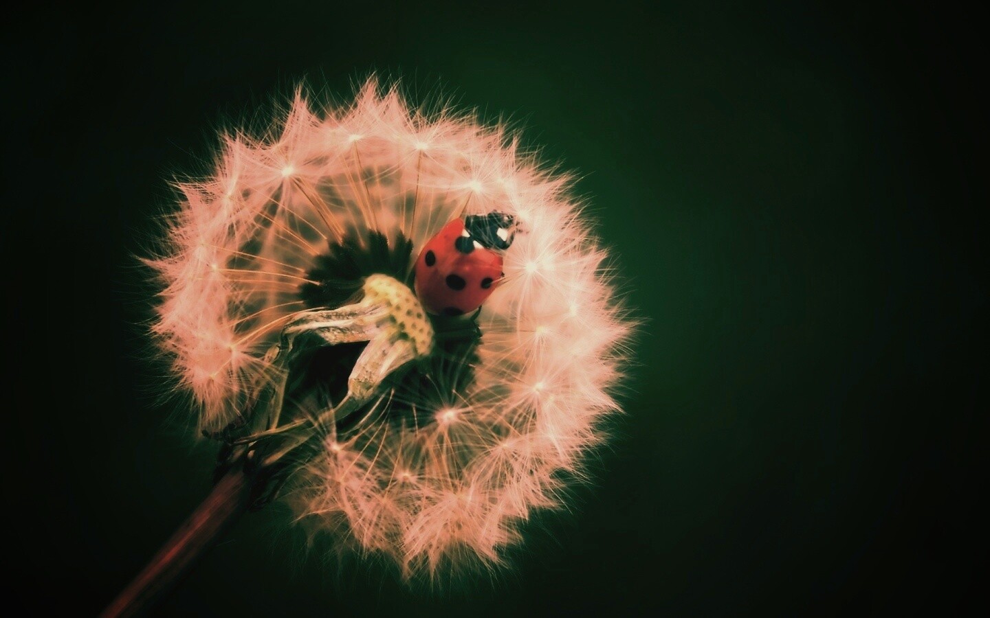 Божья коровка на одуванчике обои