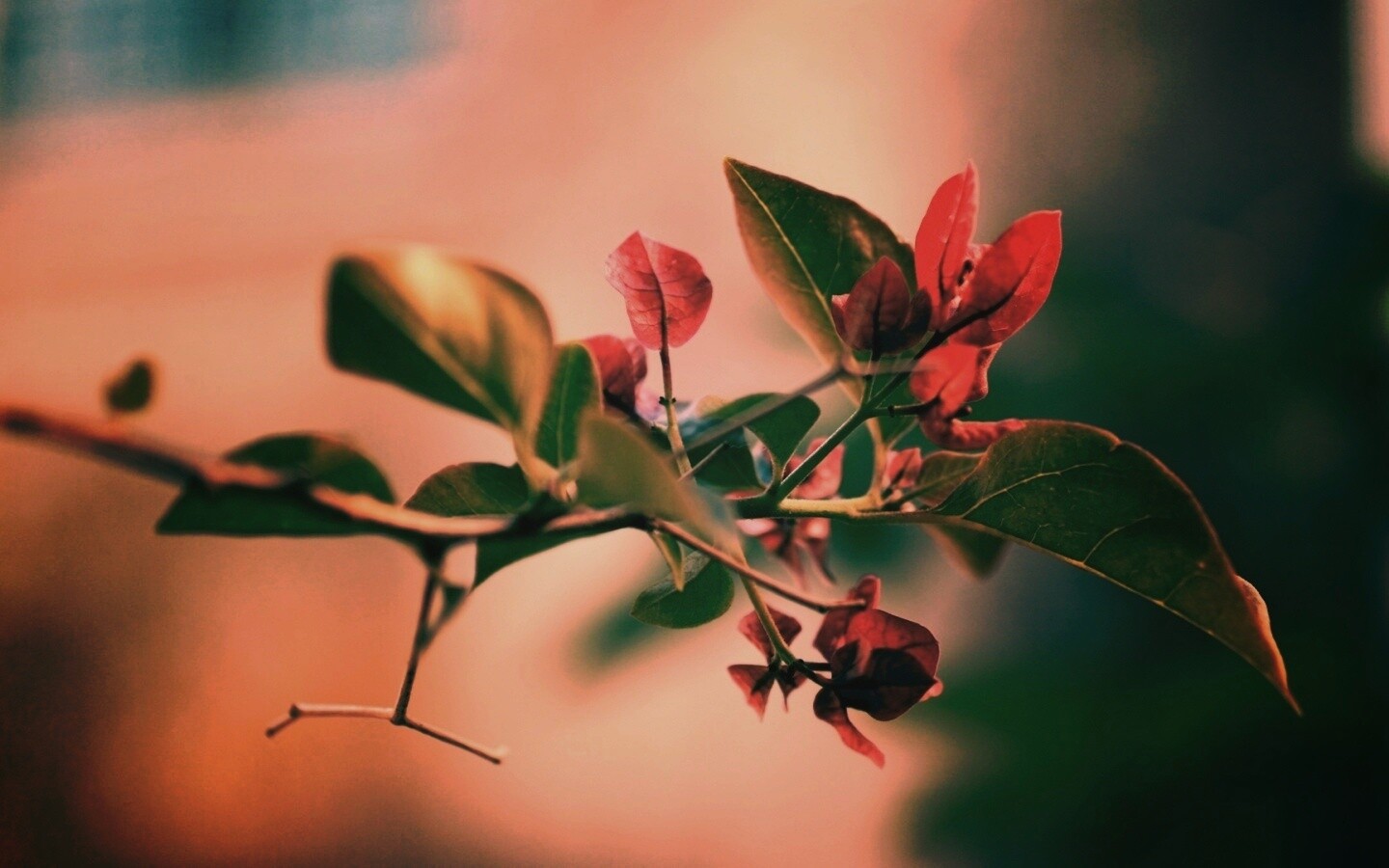 Разноцветные листья обои