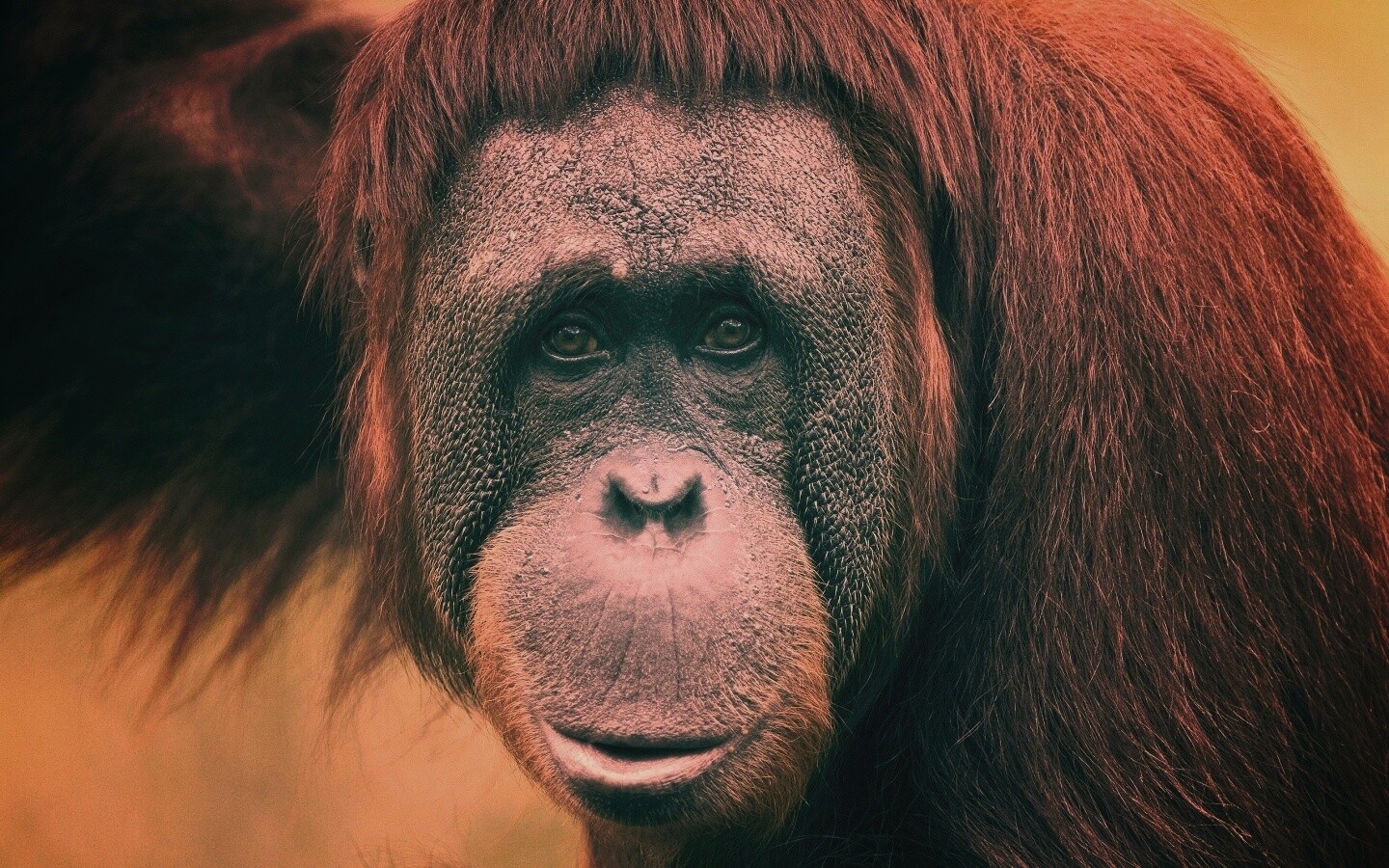 Орангутан обои