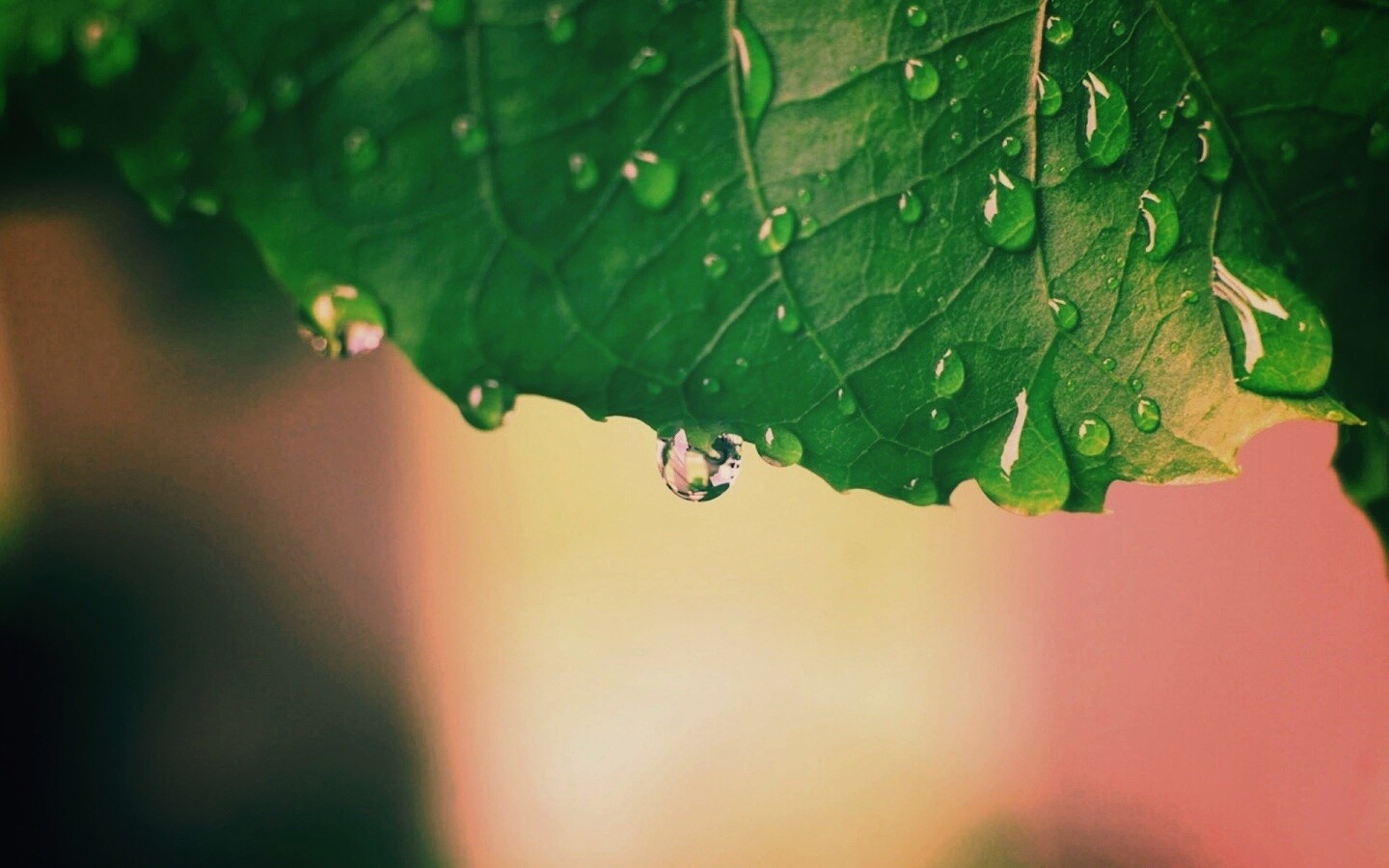 Роса на листе в макро обои