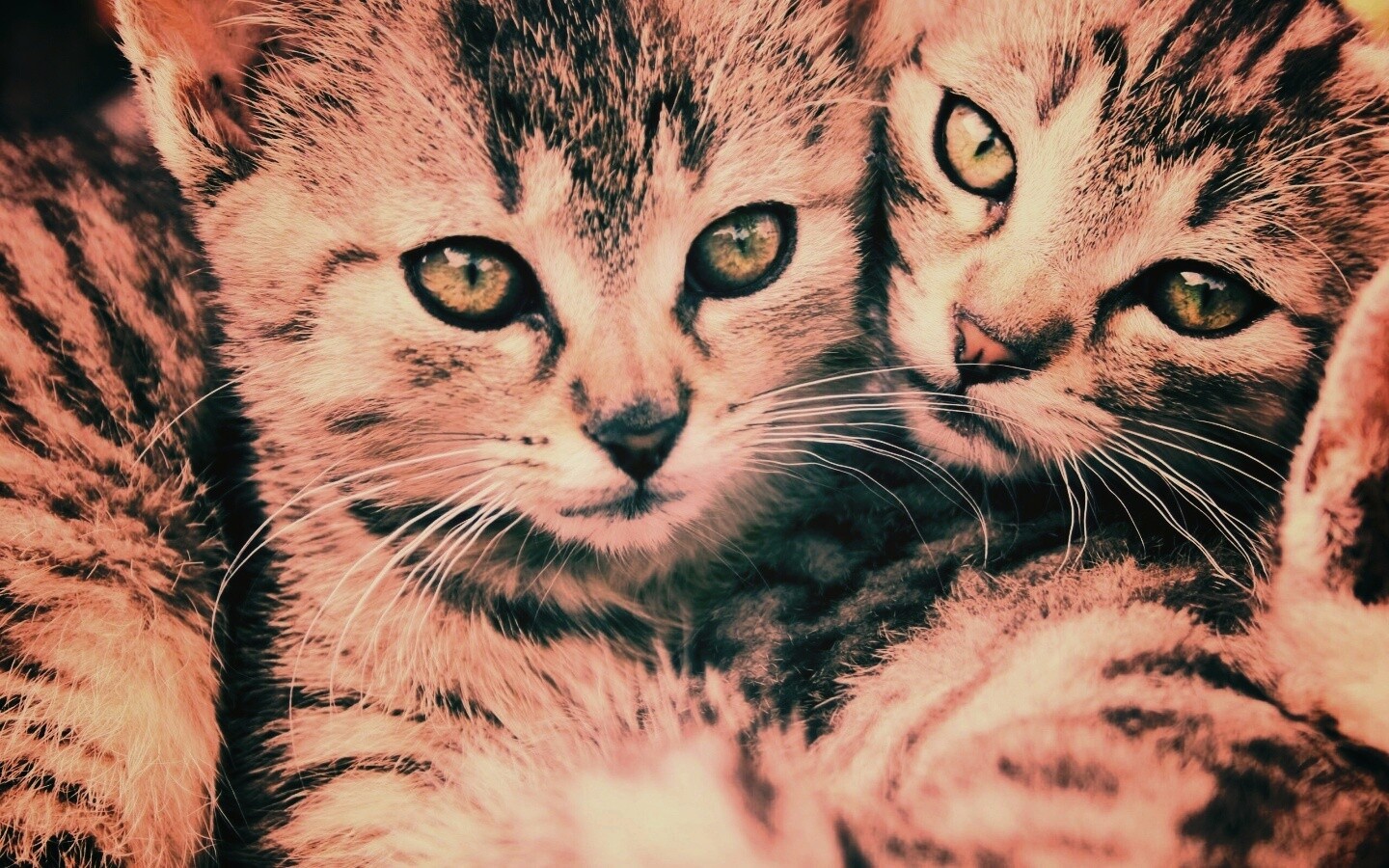 Котята в обнимку обои