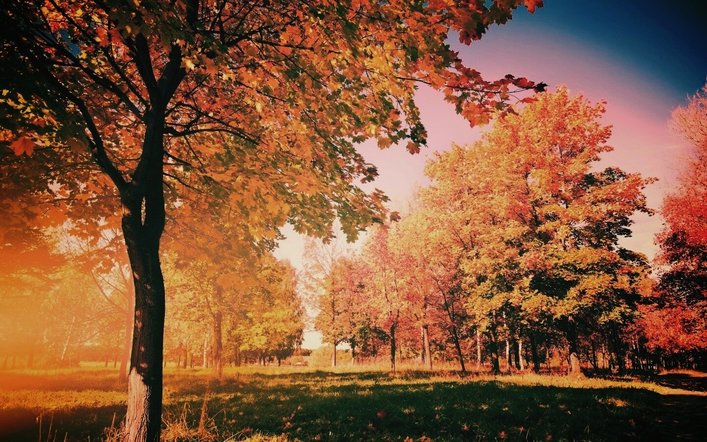 Осень в лесу обои