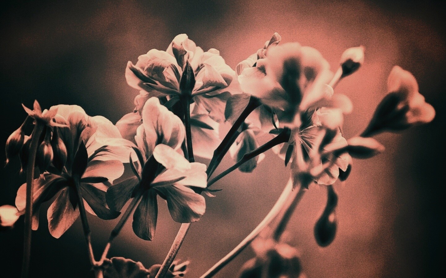 Чёрно-белое фото цветов обои