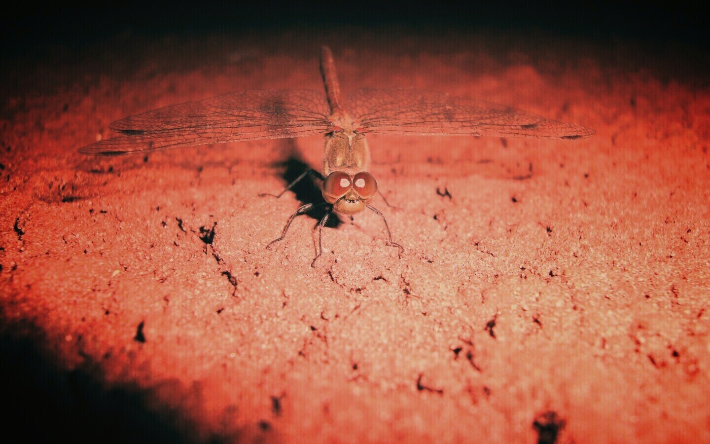 Стрекоза обои