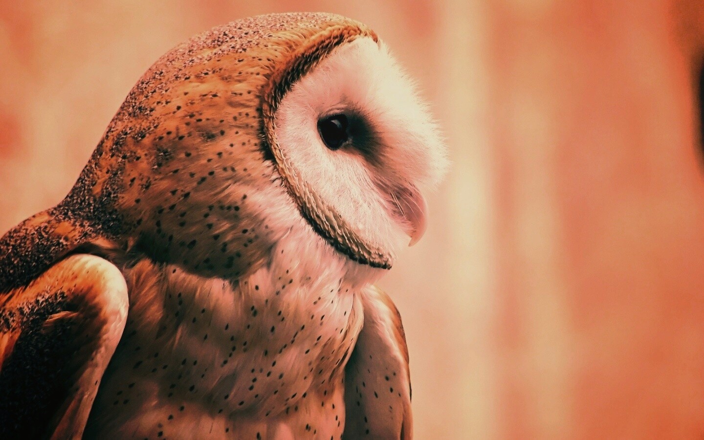 Сипуха обои