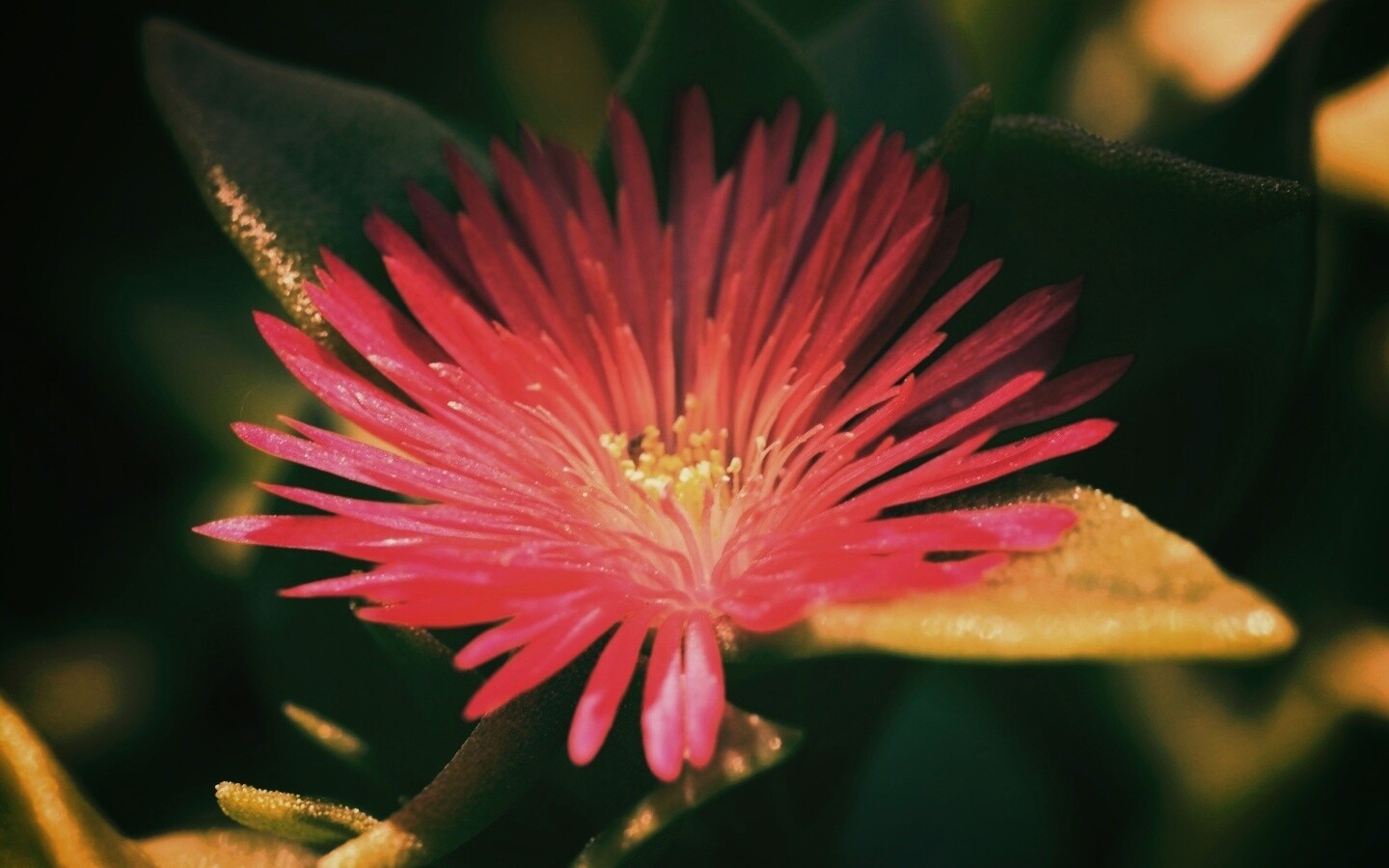 Чудесный цветок обои