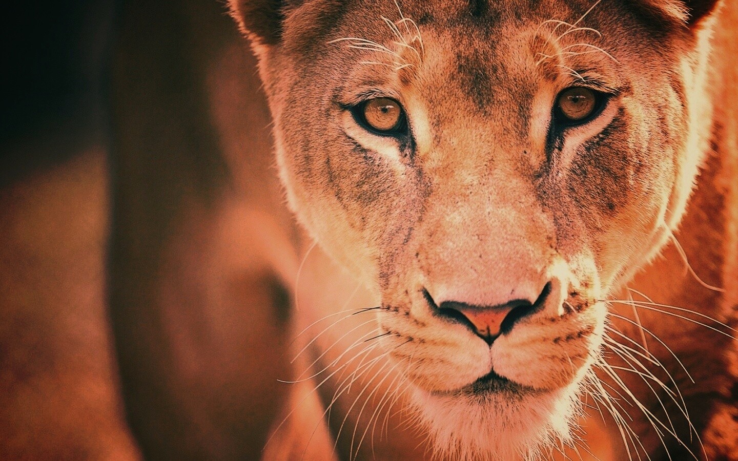 Портрет хищника обои