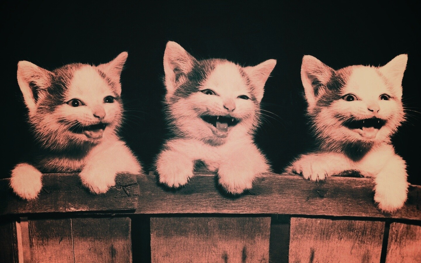 Три милых котенка обои