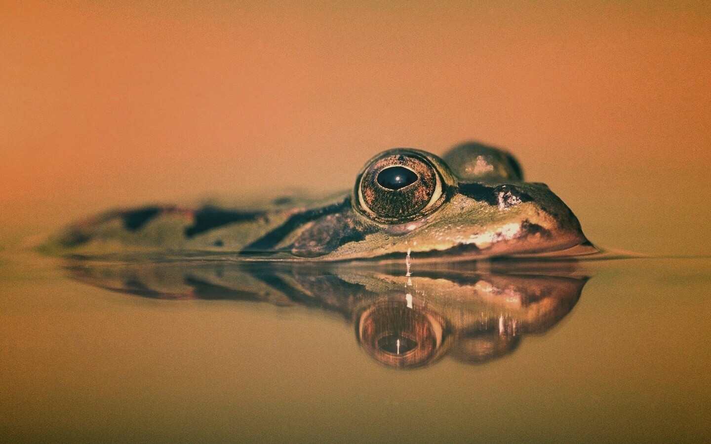 Лягушка обои