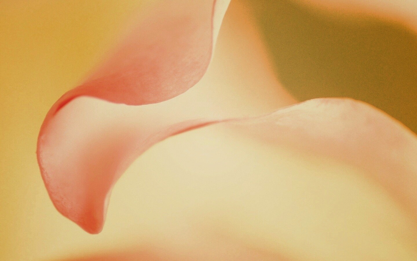 Оттенки природы обои