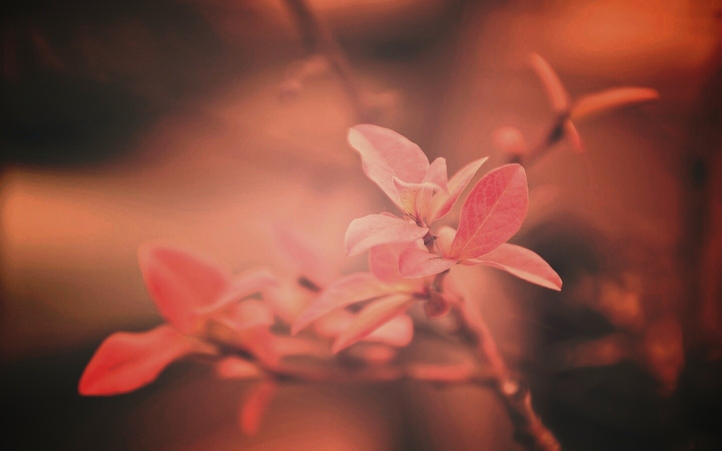 Красные листья на ветке обои