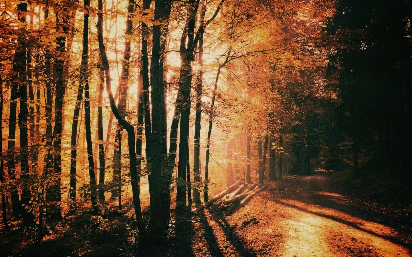 Дорога вдоль просеки в осеннем лесу обои