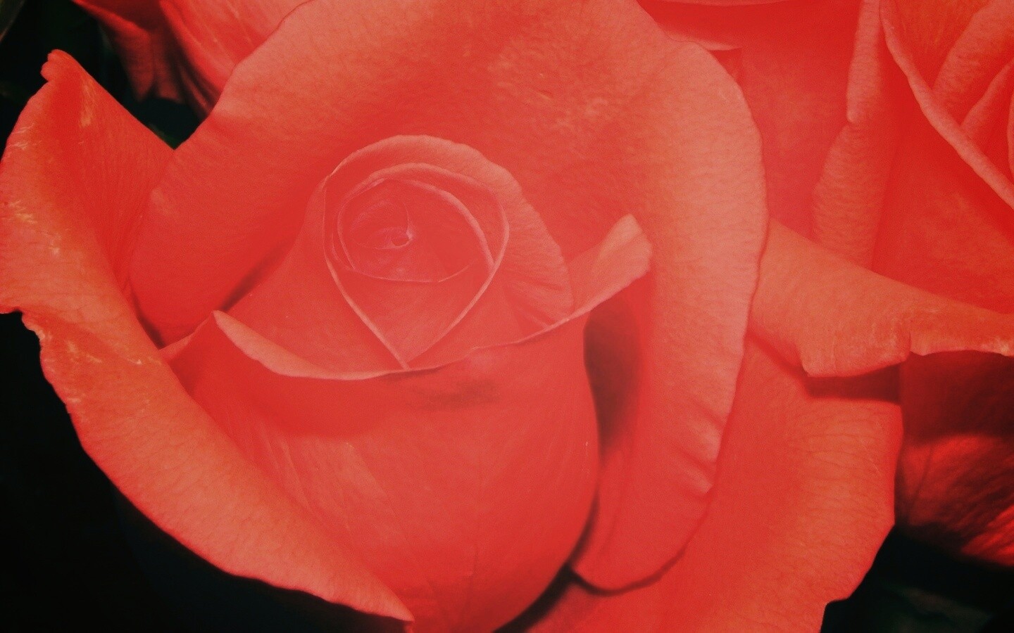 Бутон розы обои