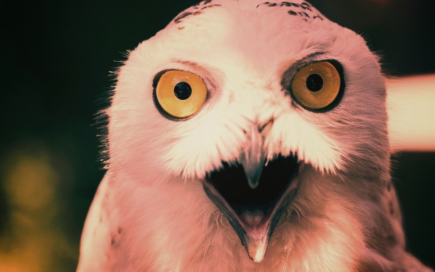 Сова в шоке! обои
