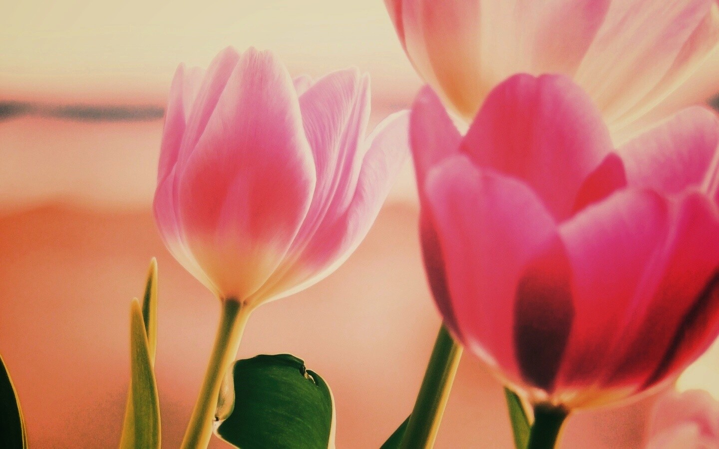 Тюльпаны обои