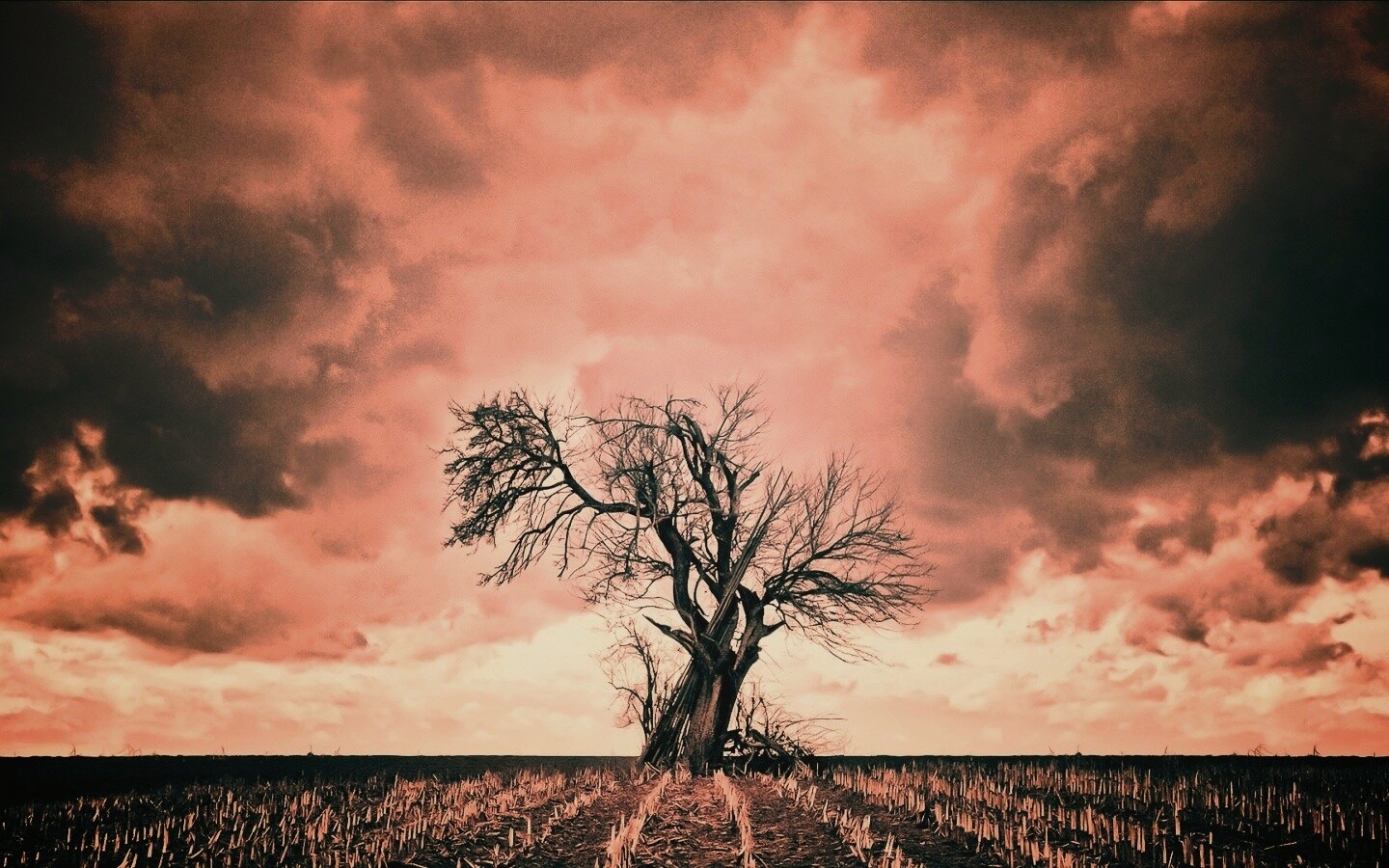 Мертвое дерево обои