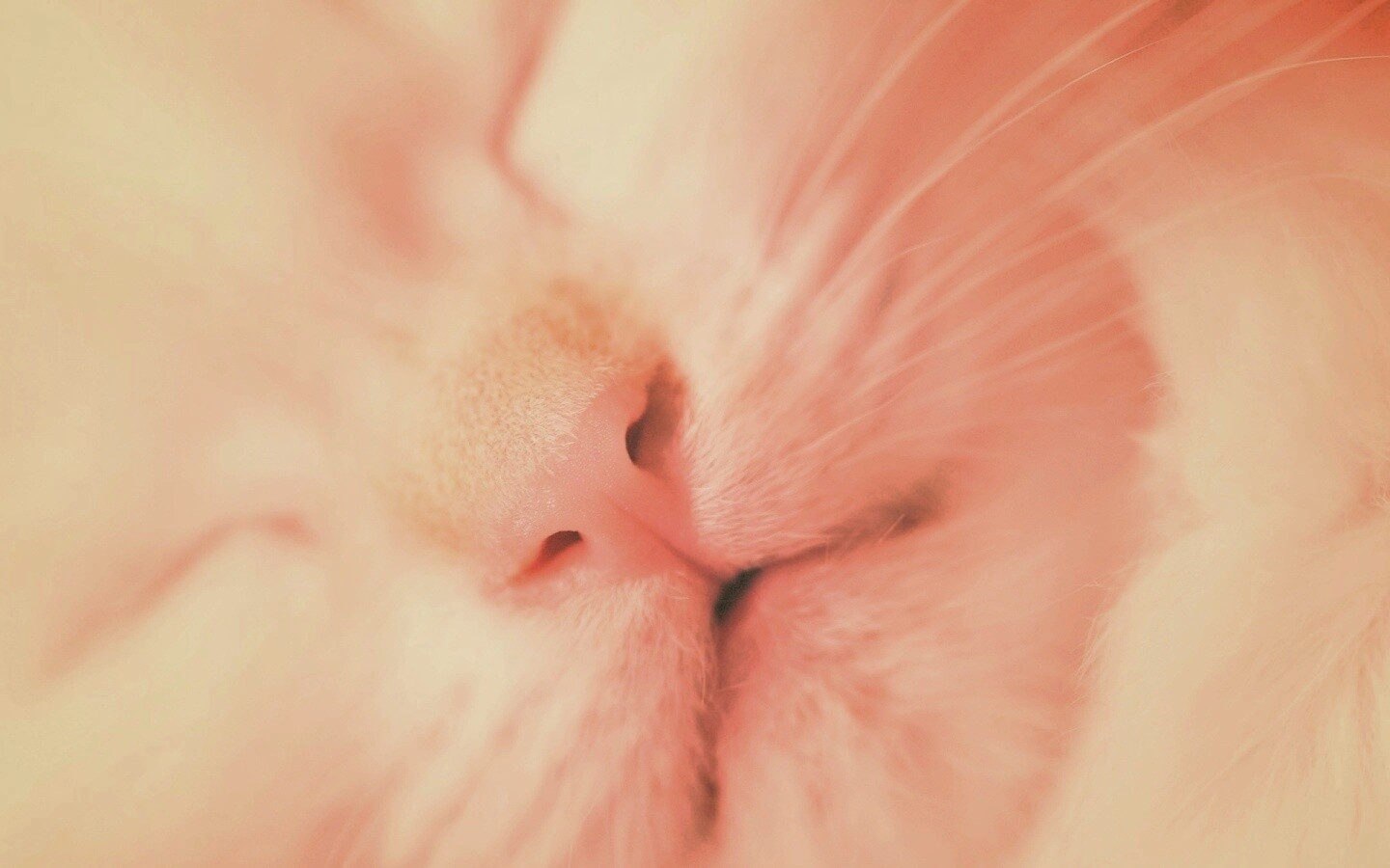 Кошачья мордочка обои