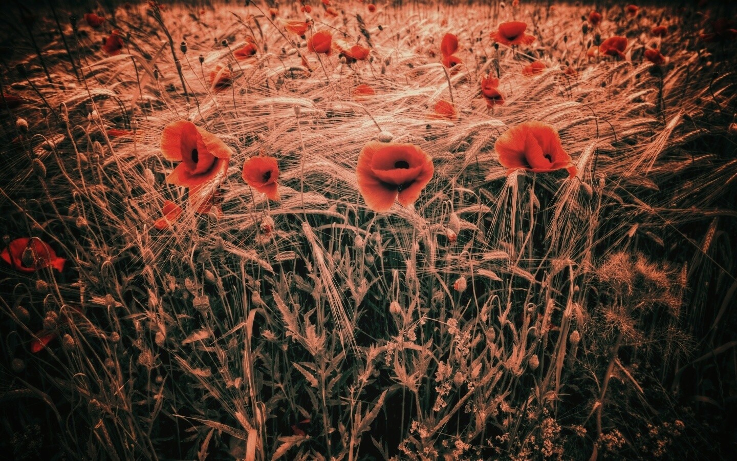 Красные маки обои