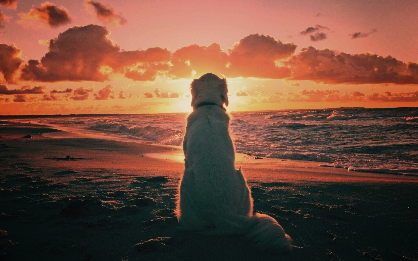 Собака наблюдающая закат на пляже обои